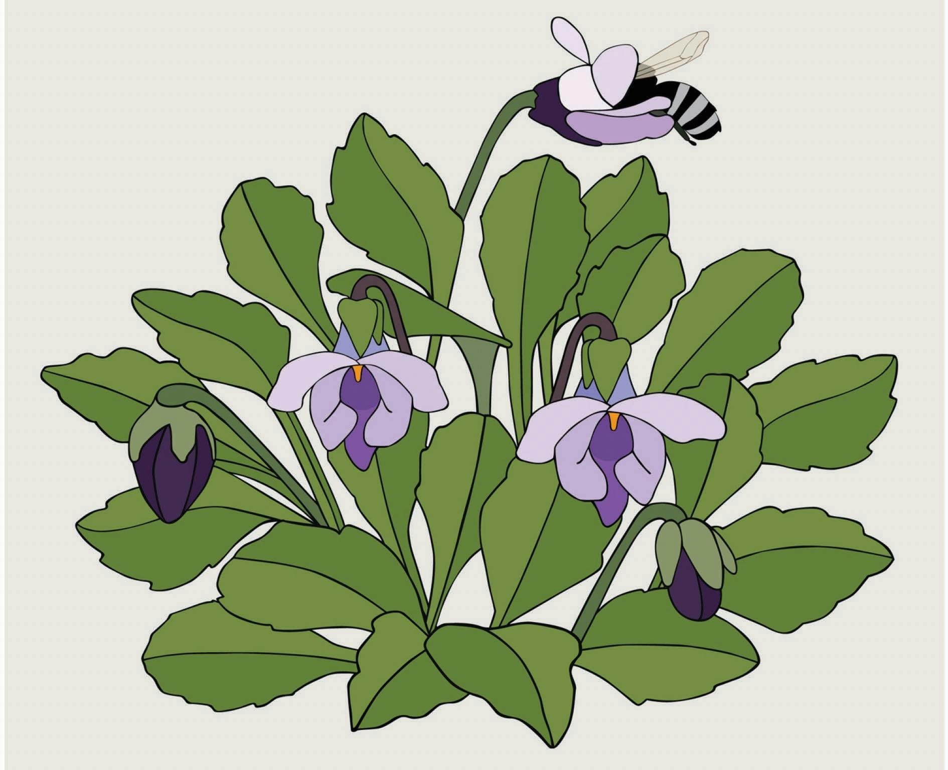 Viola by Eggpicnic