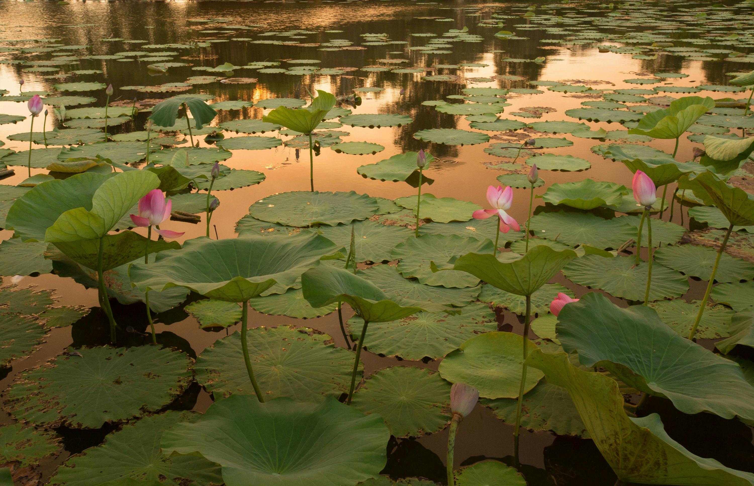 Sunset on the lotus