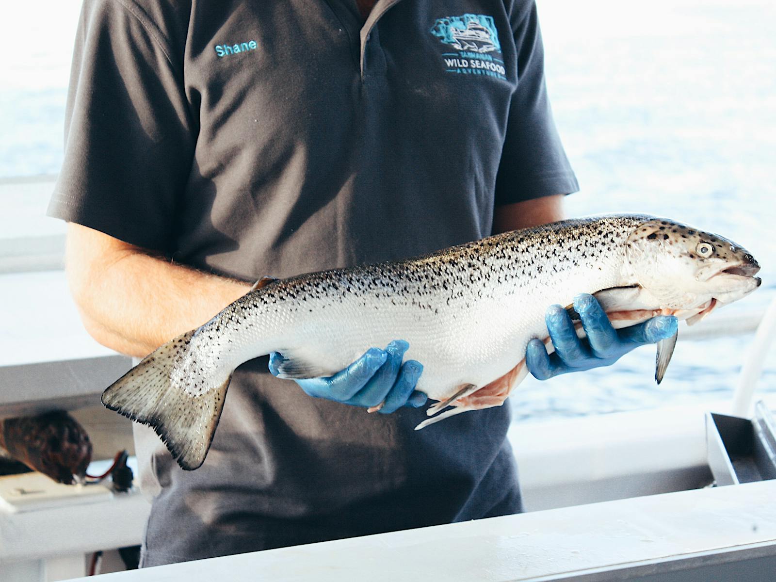 Salmon is served by our chef onboard the Deep-to-Dish Tasmanian Seafood Tour