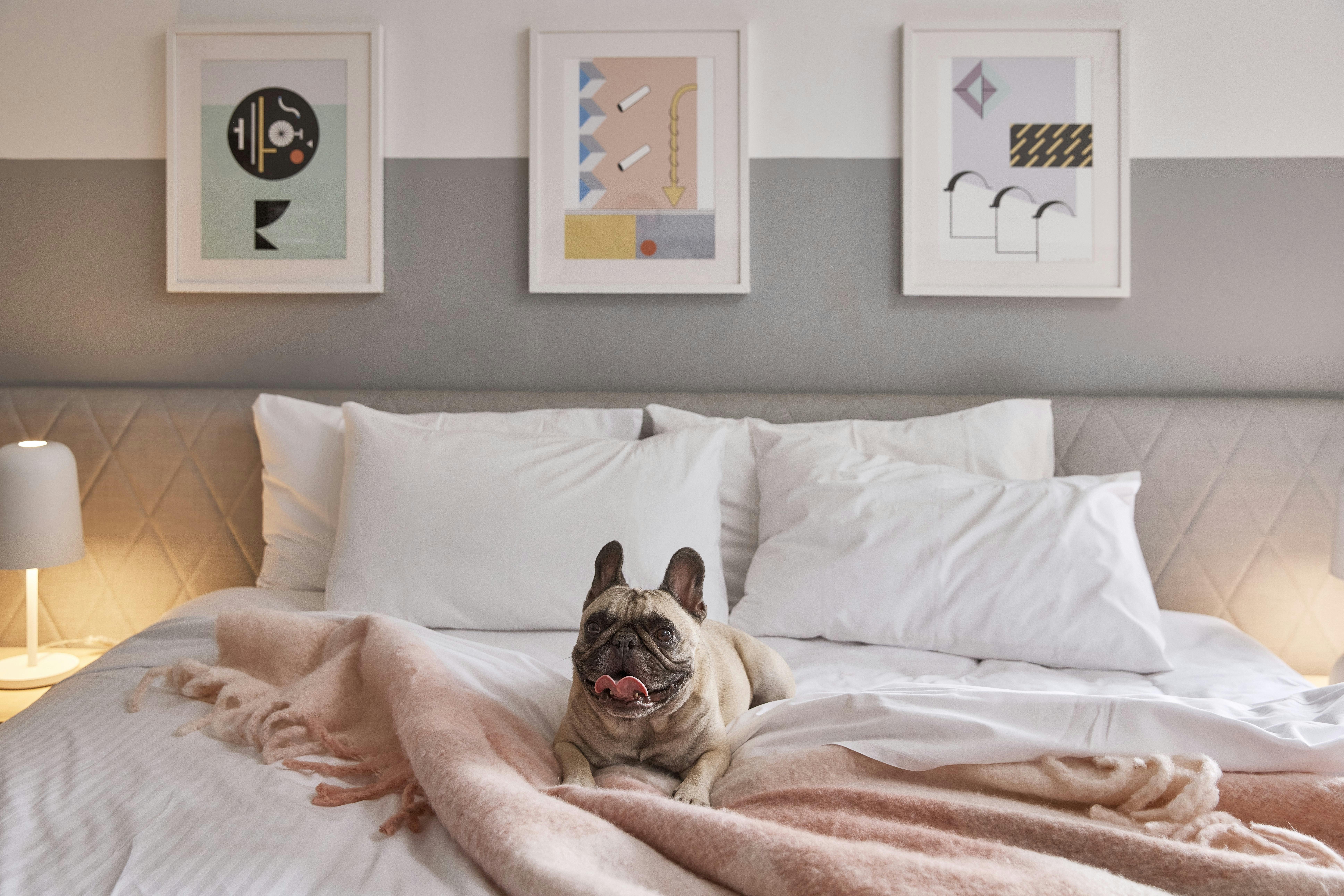 The Ultimo - Dog-Friendly Room