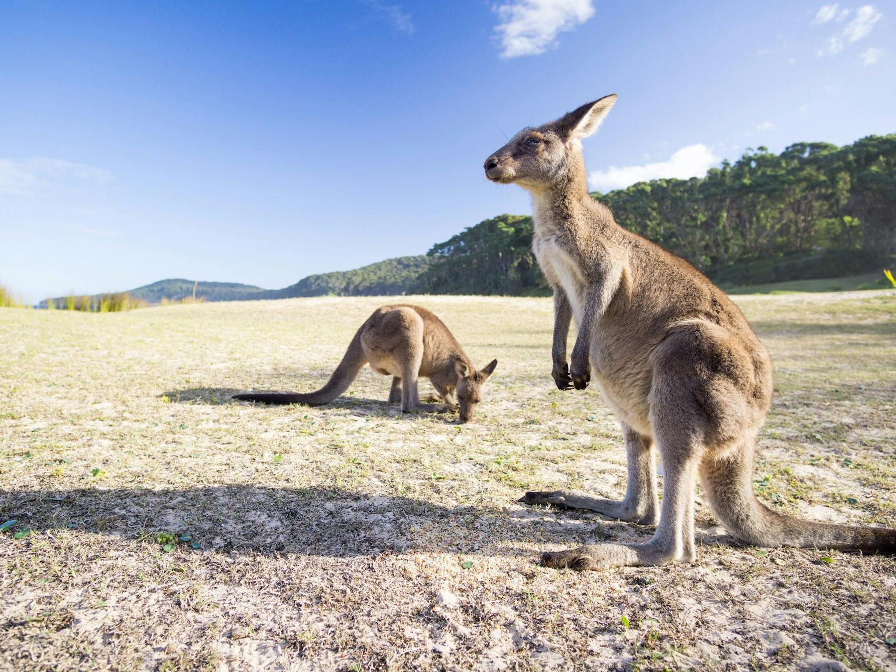 Pebbly Beach Kangaroos
