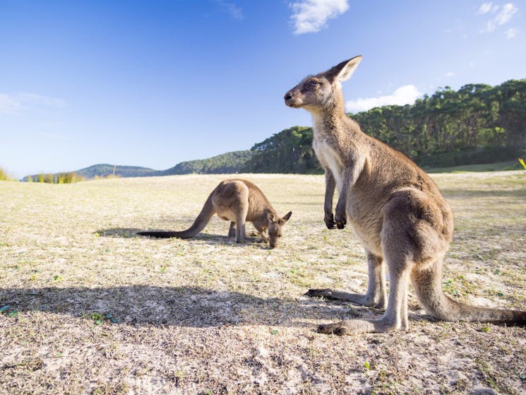 Pebbly Beach Kangaroos