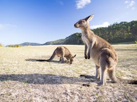 Pebbly Beach Kangaroos Pebbly Beach Kangaroos
