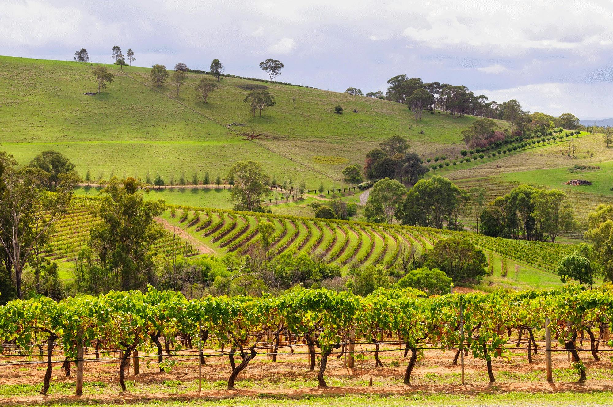 Hunter Valley Vineyards