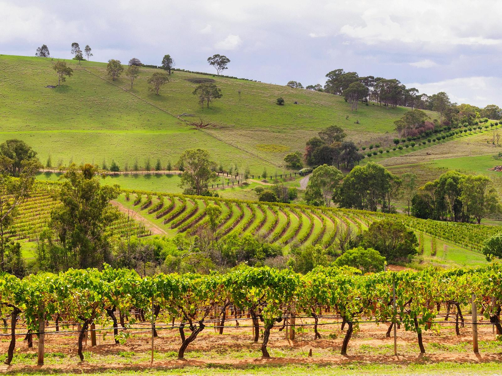 Hunter Valley Vineyards