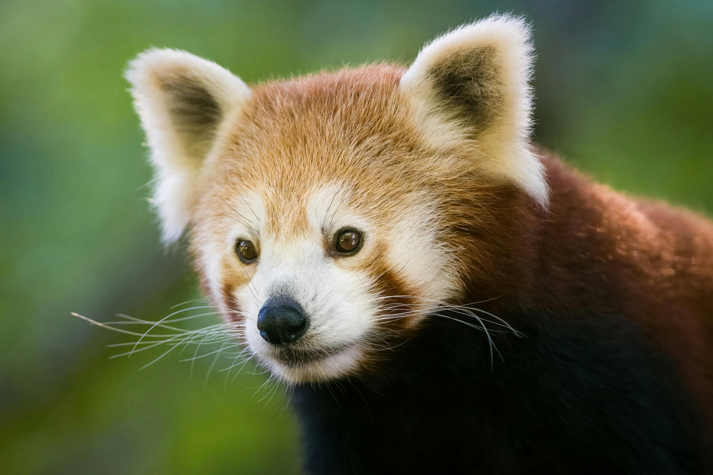 Red Panda