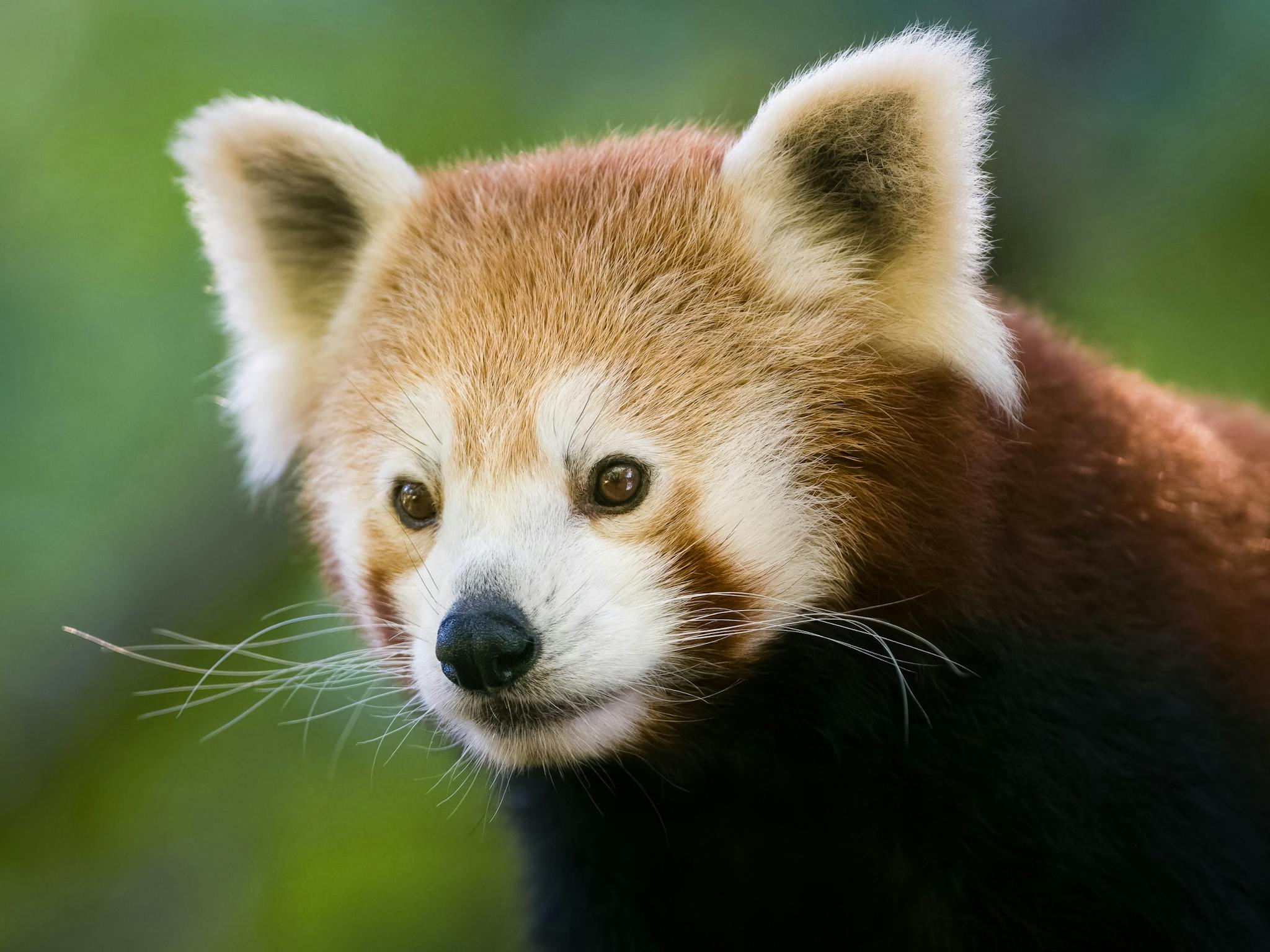 Red Panda