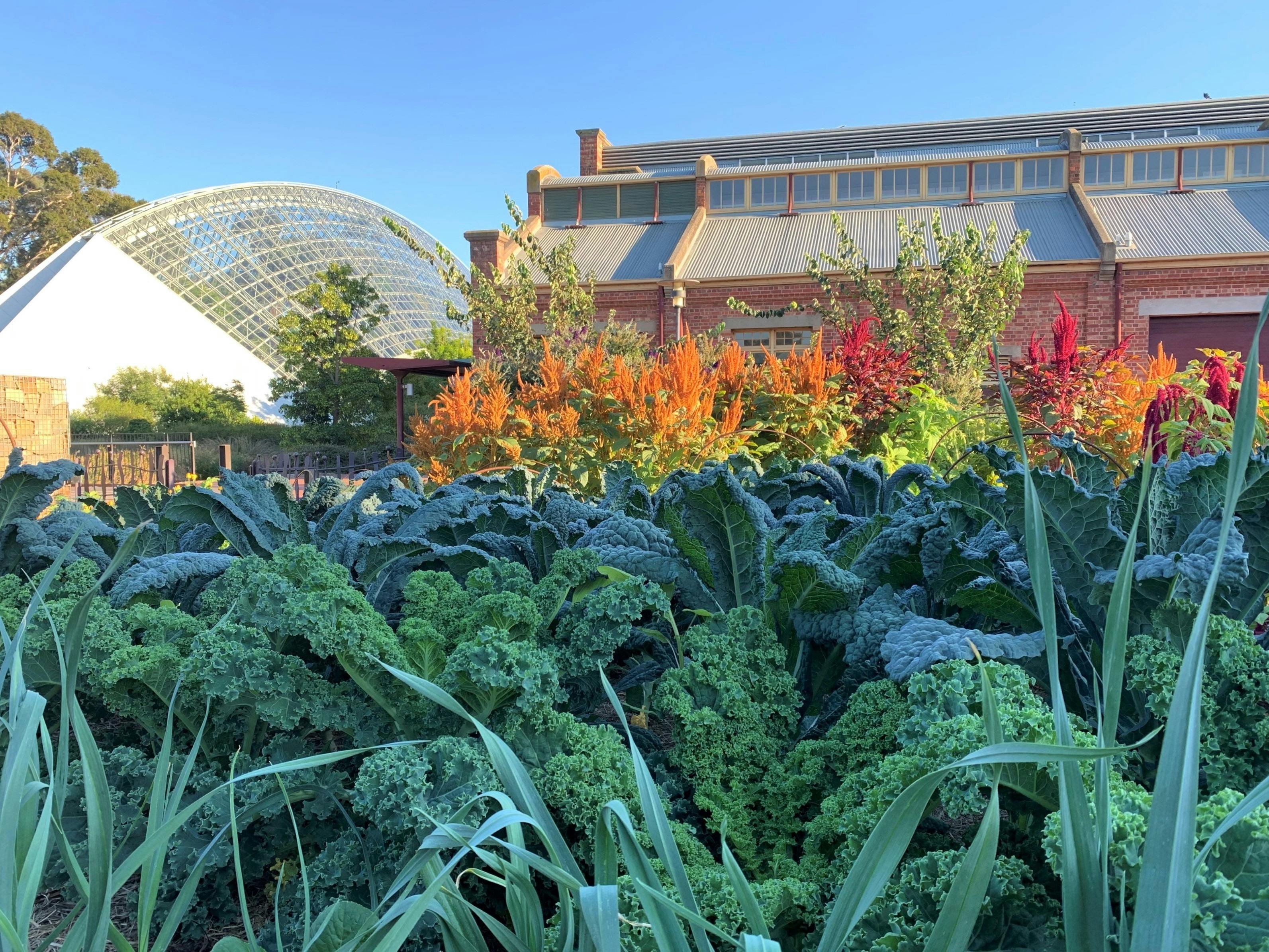 Kale, spinach and amarynth plants can be seen in a garden, with a large domed conservatory behind