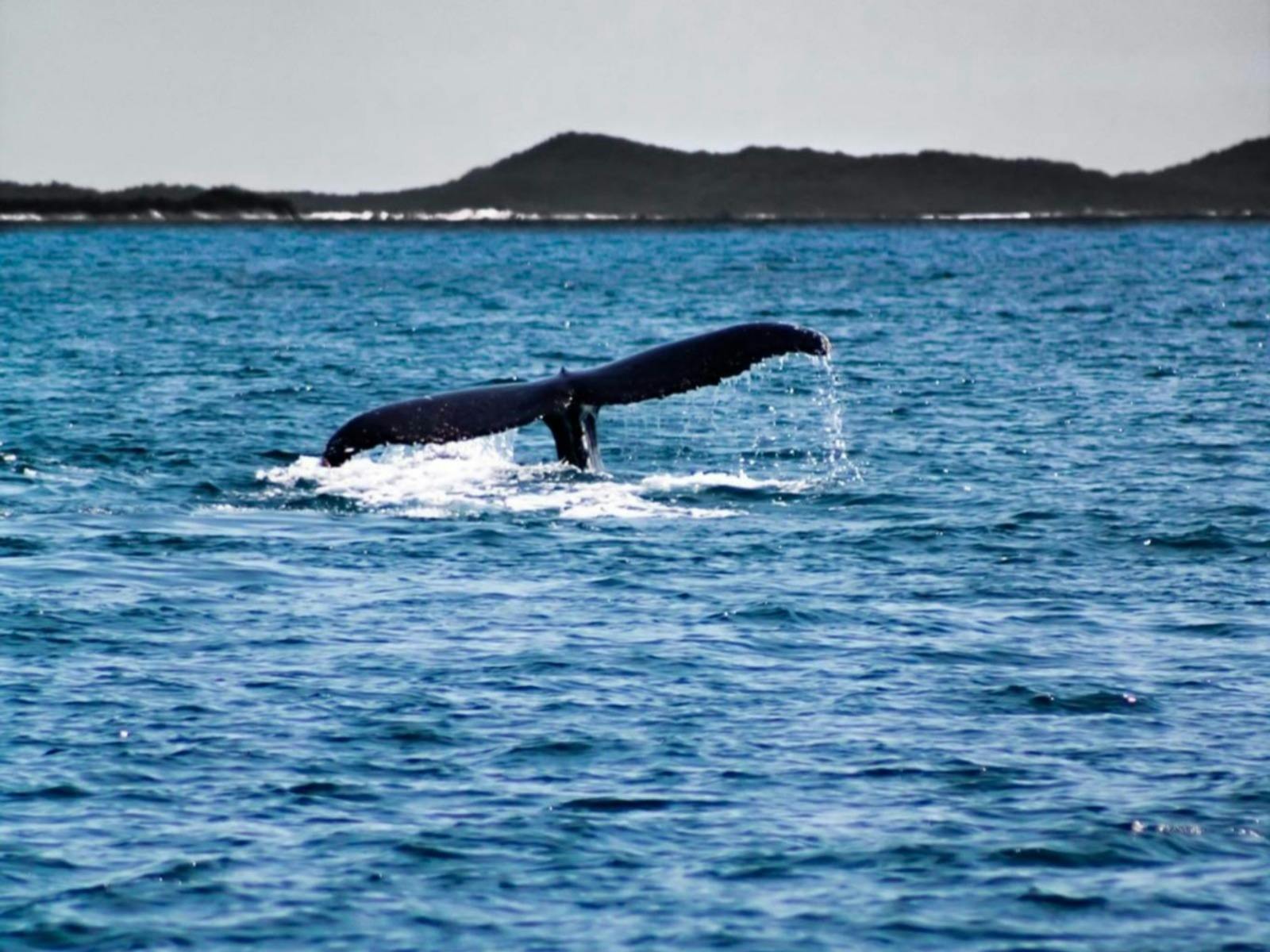 whale tail gold coast whale tail gold coast