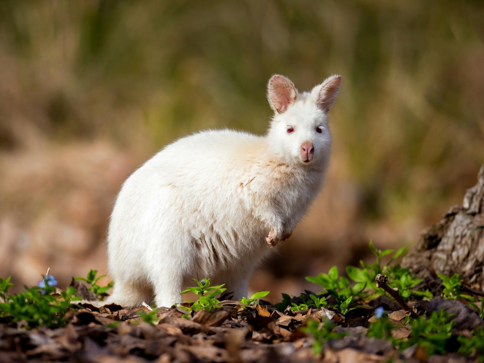 Gorgeous young White Wallaby portrait