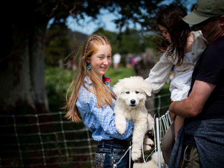 Miah introduces tour guests to Stumpy, a puppy Maremma guardian dog in training with the sheep