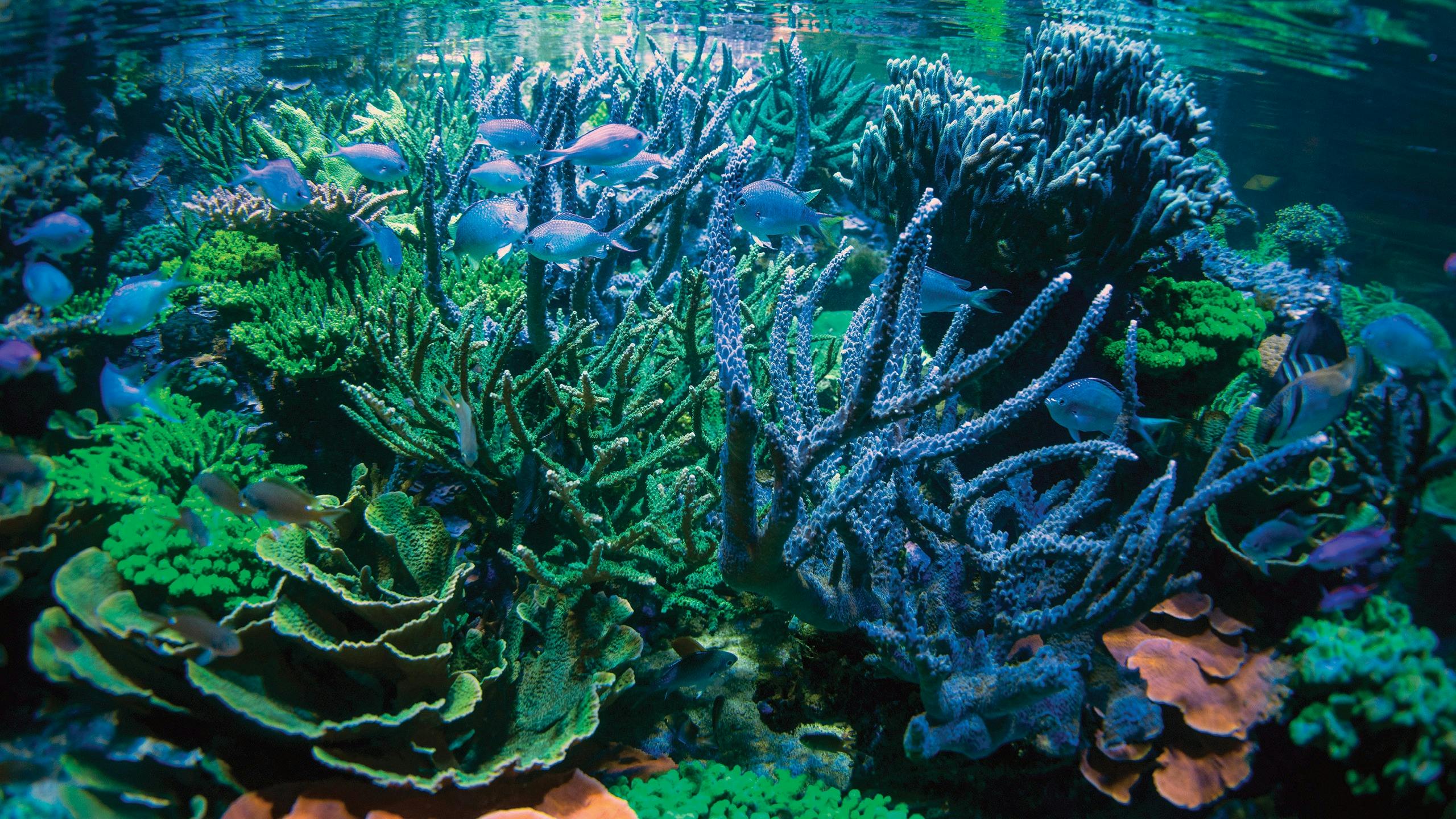 coral reef and blue chromis fish