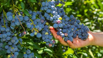 Persons hand holding berries at Clyde River Berry Farm