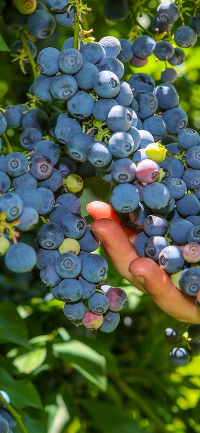 Persons hand holding berries at Clyde River Berry Farm