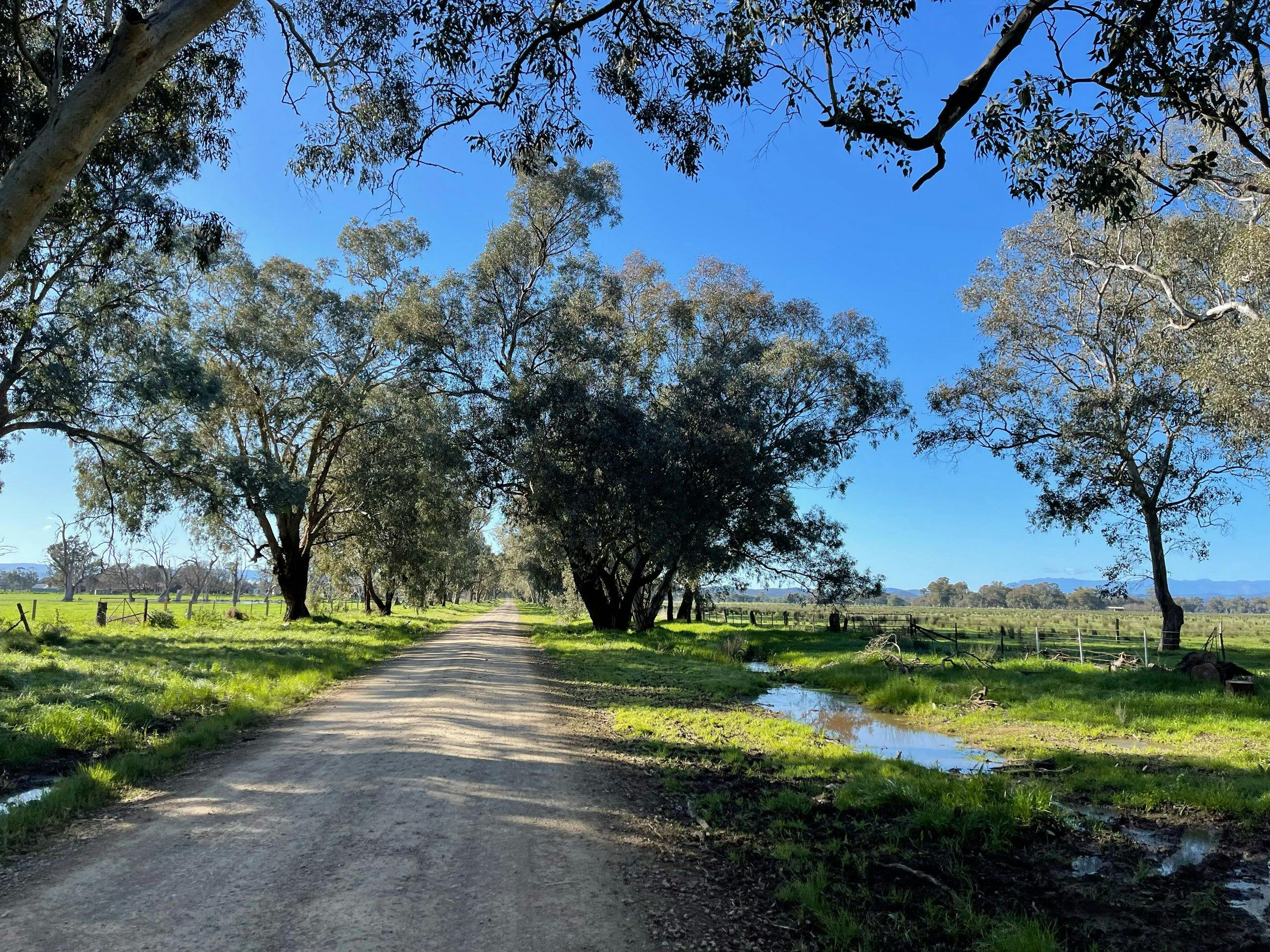 Gravel road, green grass and puddles on both sides gum trees mountains in distance