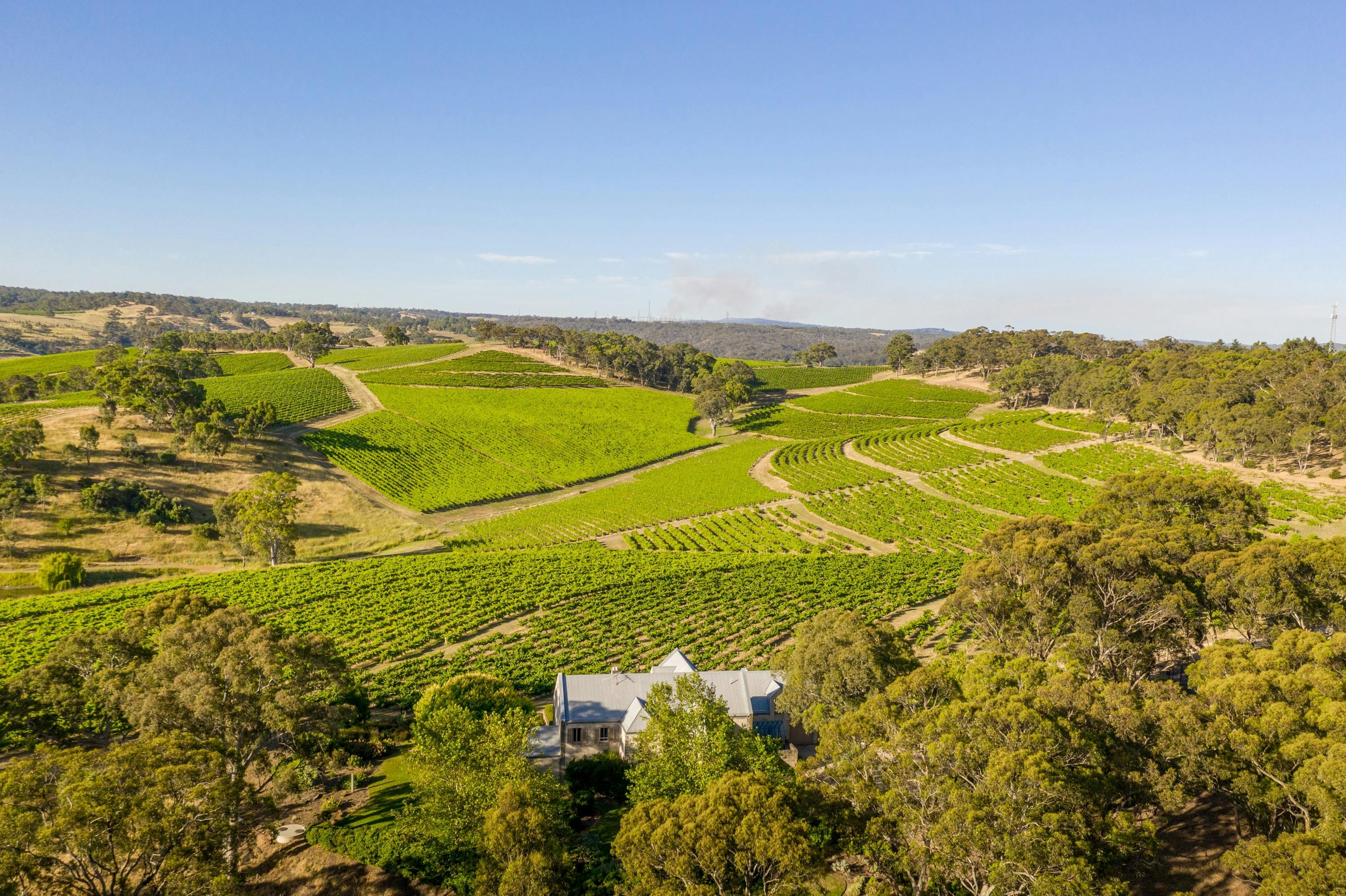 The view of Hickinbotham Clarendon Vineyard