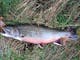 Brook trout from the dam