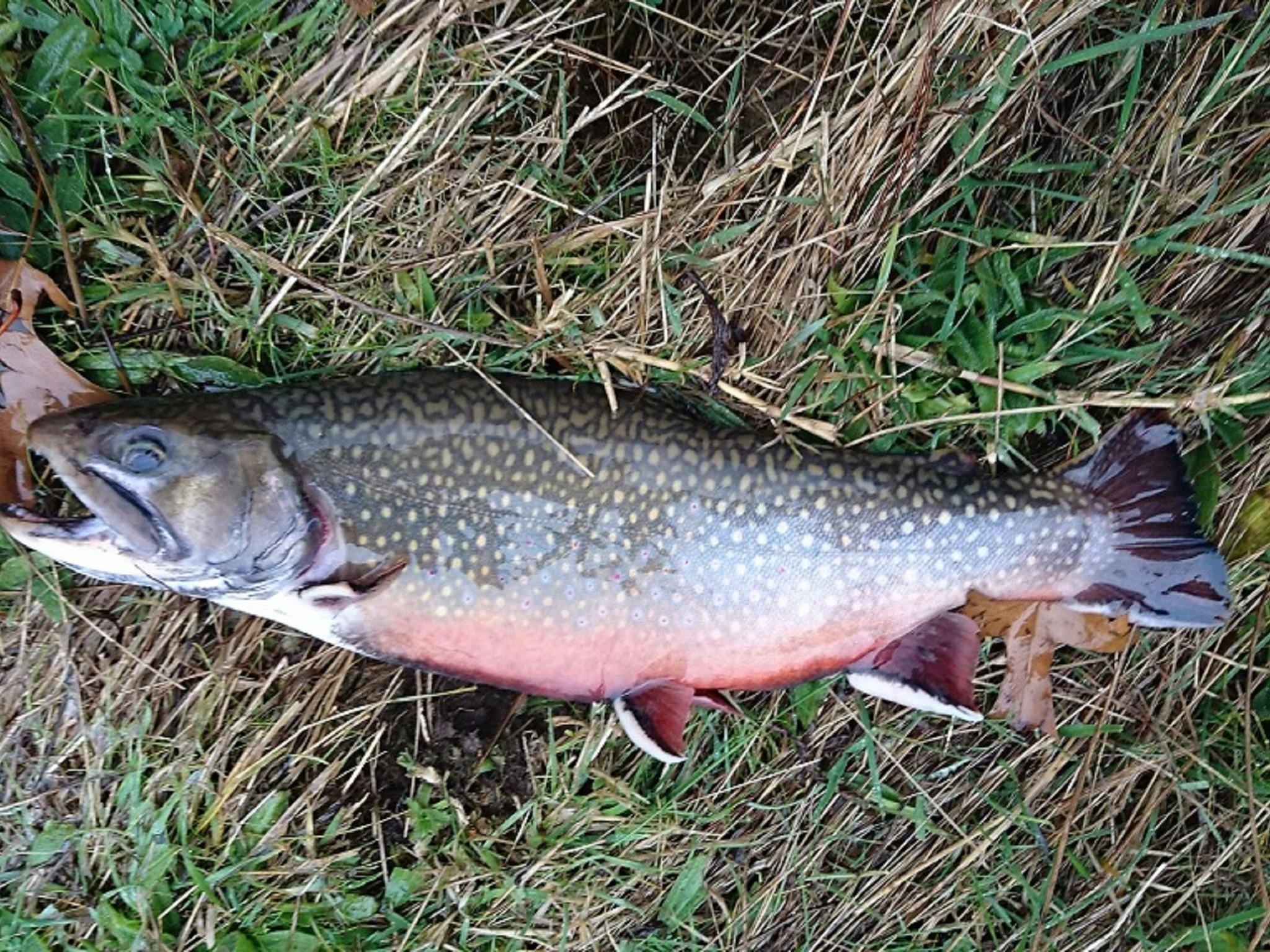Brook trout from the dam