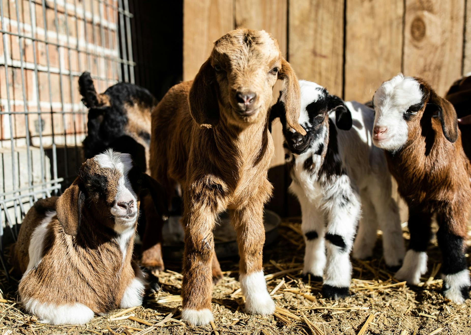 毎日午前9時の家畜の飼育