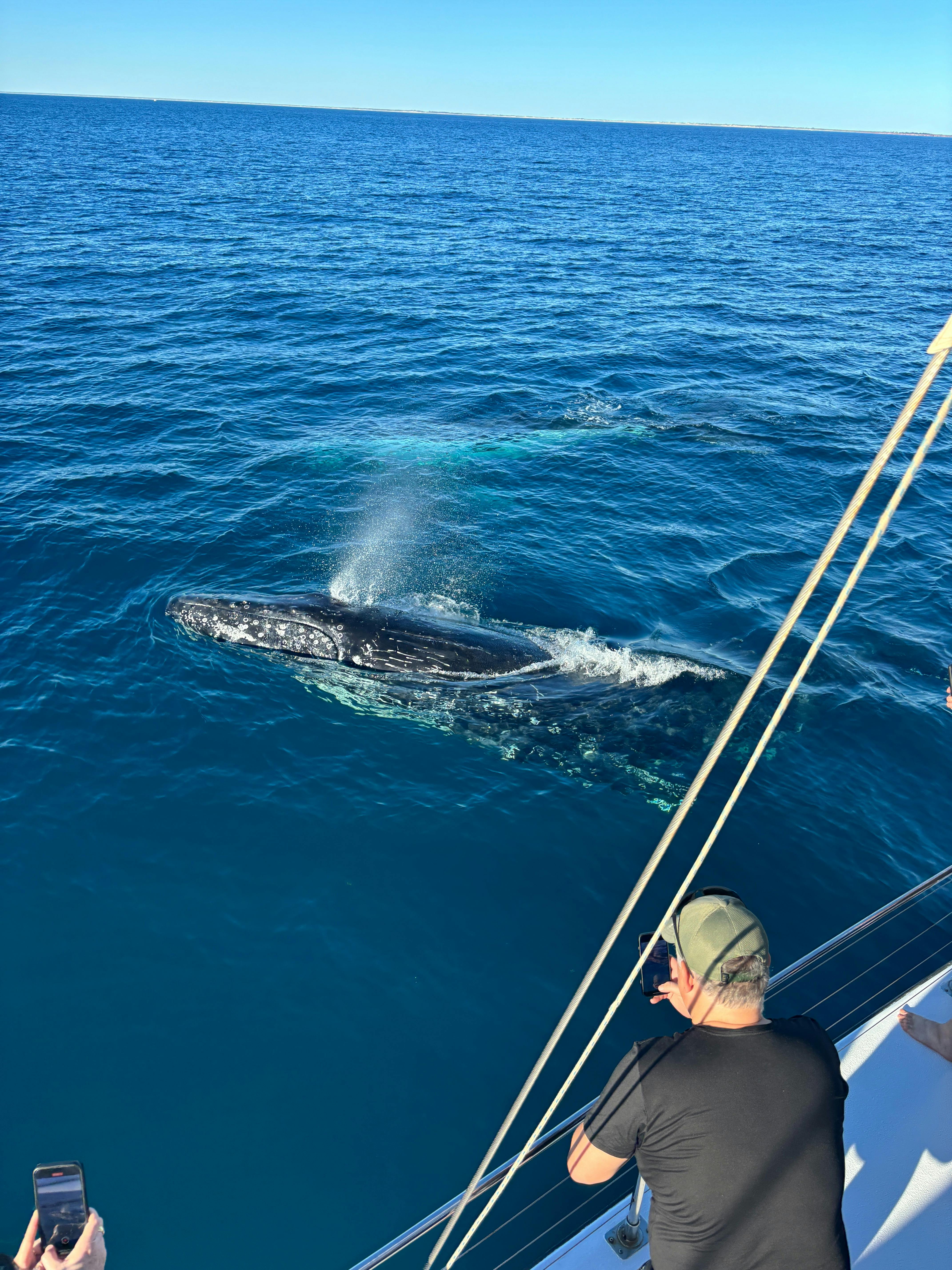 Whale Watching Tour