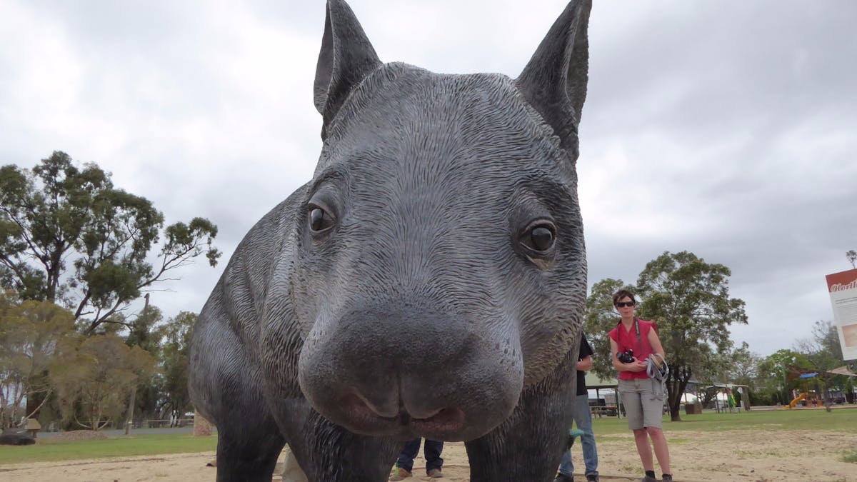 William the wombat
