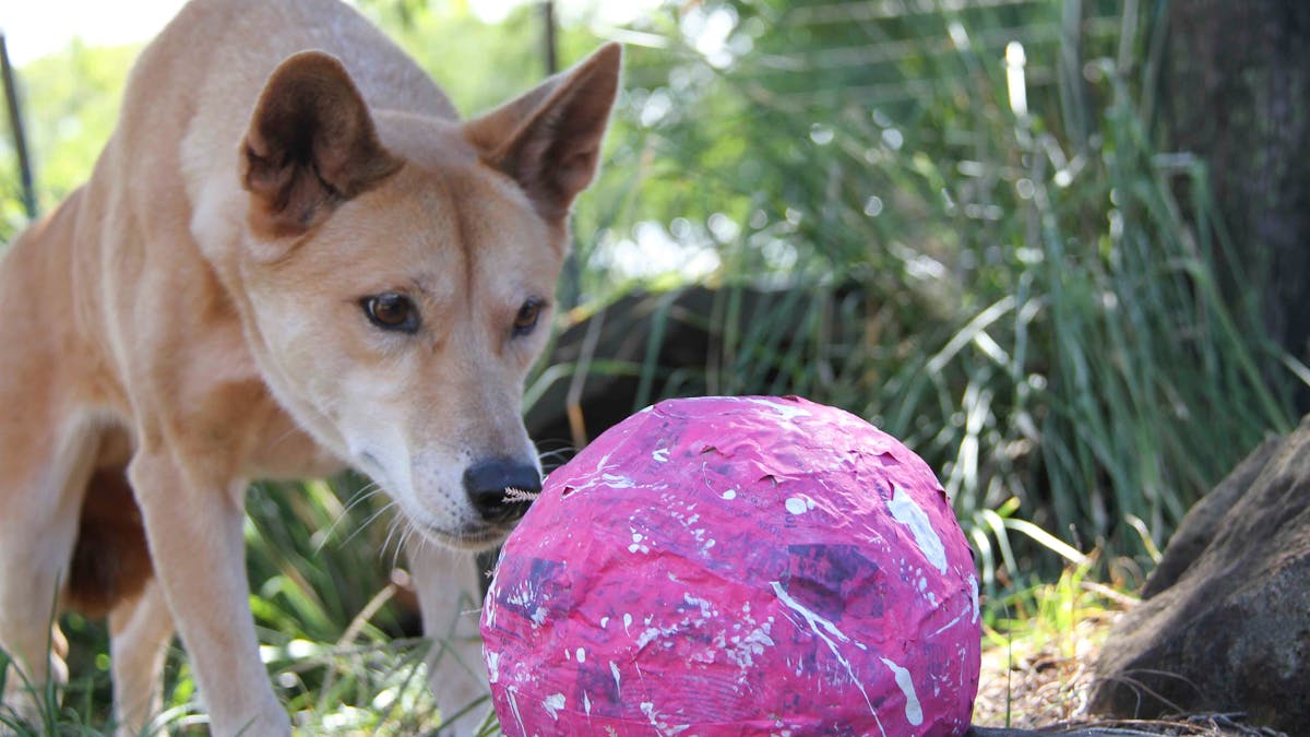 Kupali the Dingo
