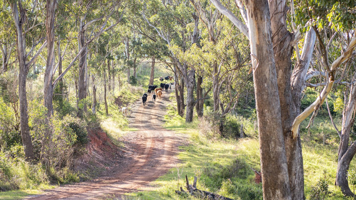 Farm road with cattle.