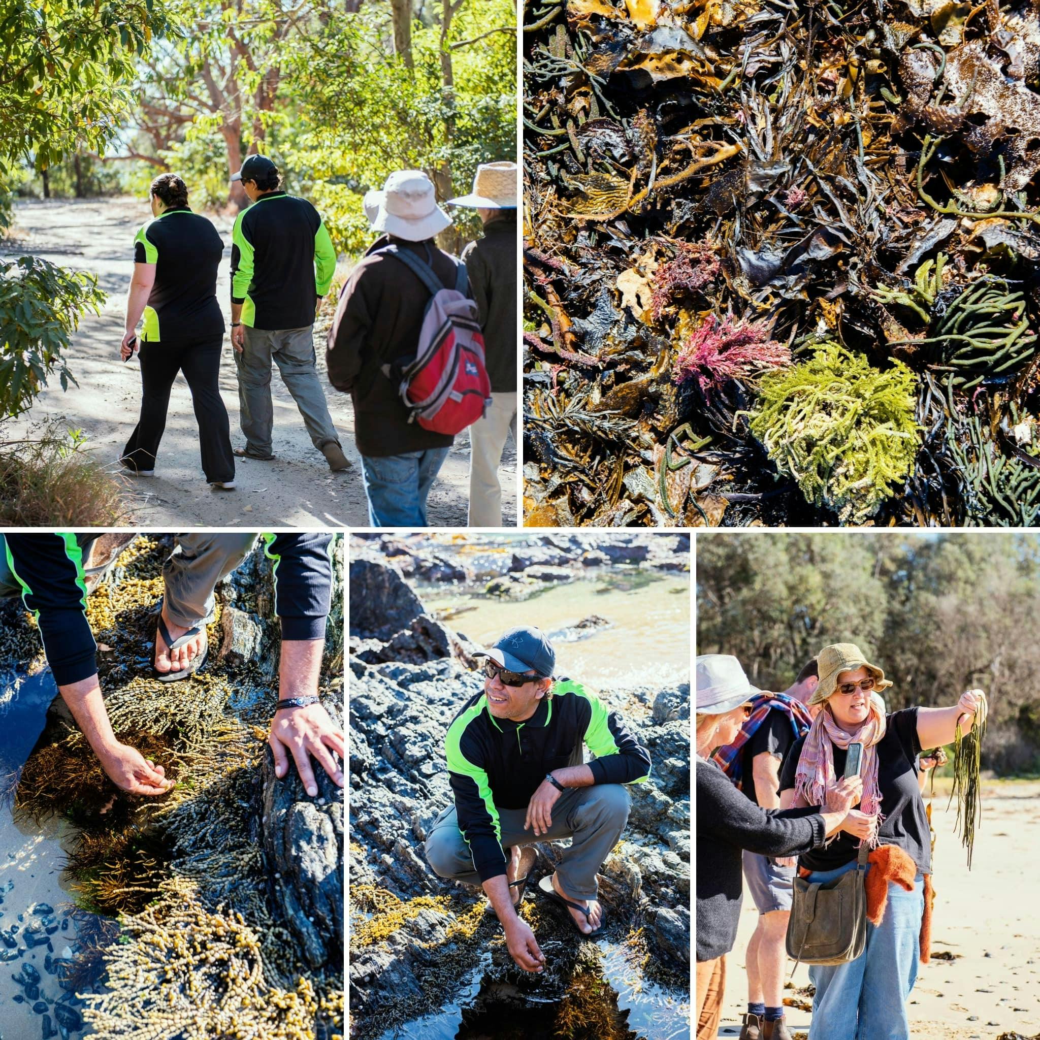 Seaweed Foraging Tour - Wimbie Beach