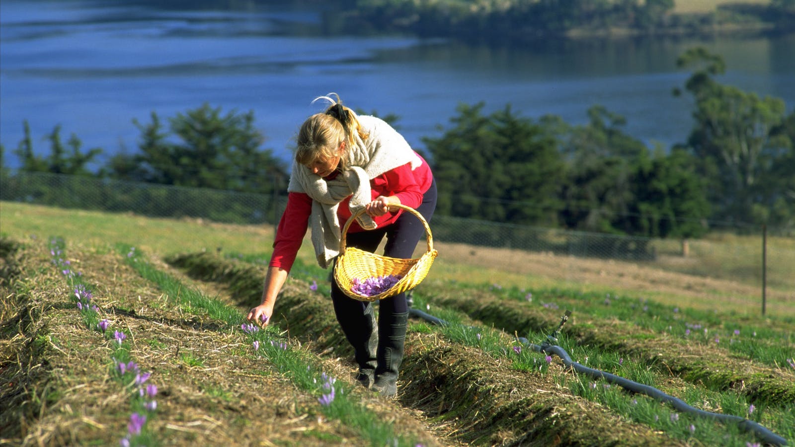 Harvesting saffron flowers overlooking the picturesque Huon River
