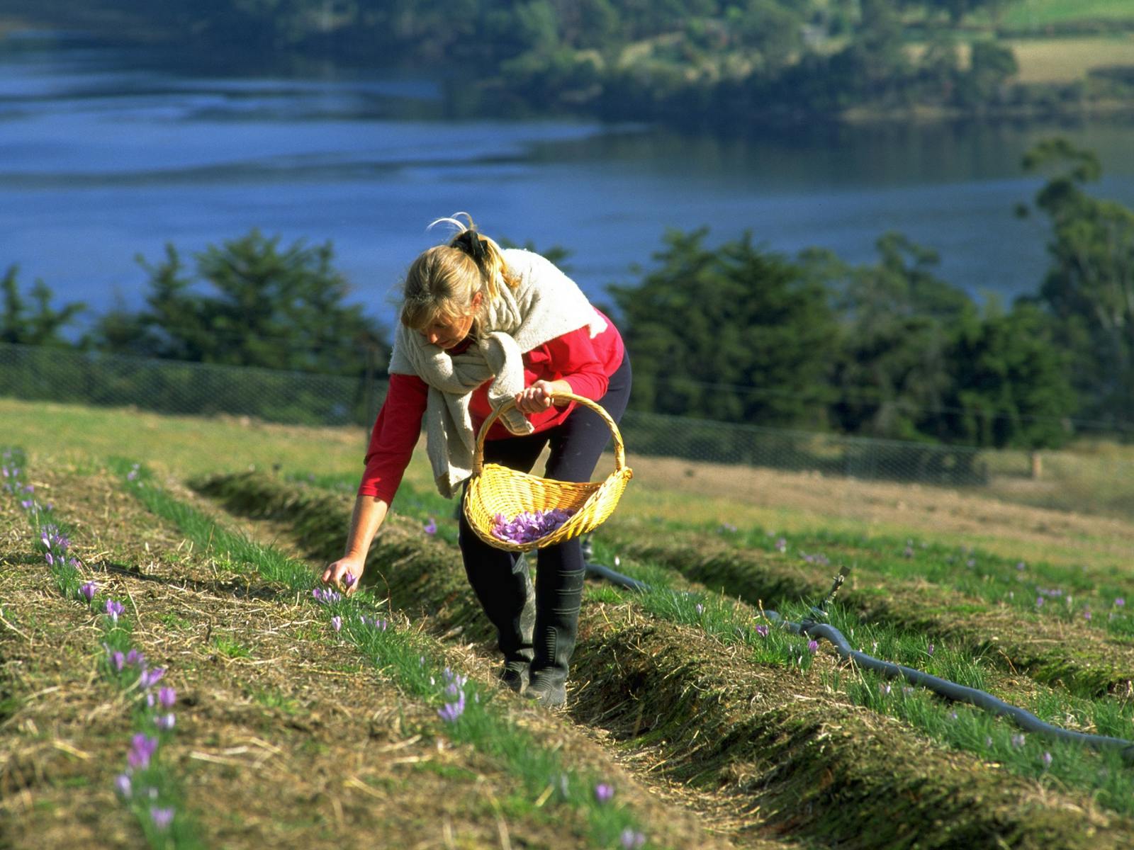 Harvesting saffron flowers overlooking the picturesque Huon River