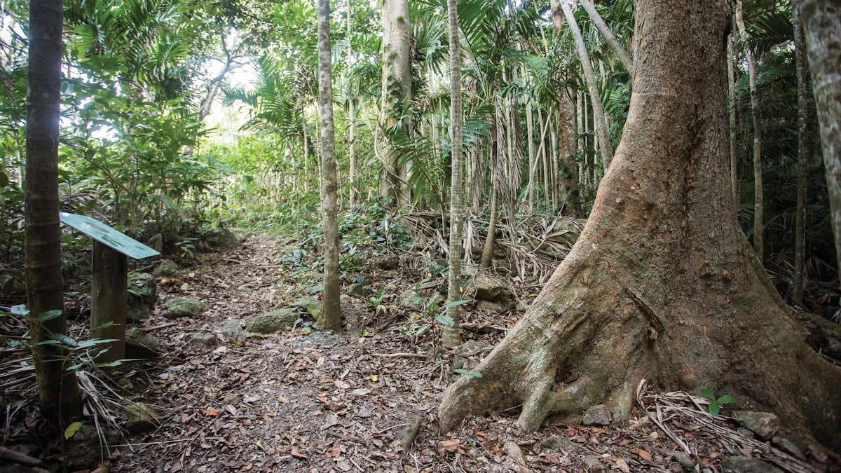 Walking track through rainforest.