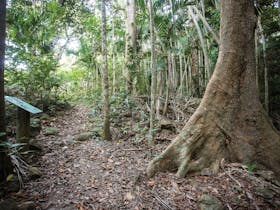 Walking track through rainforest.