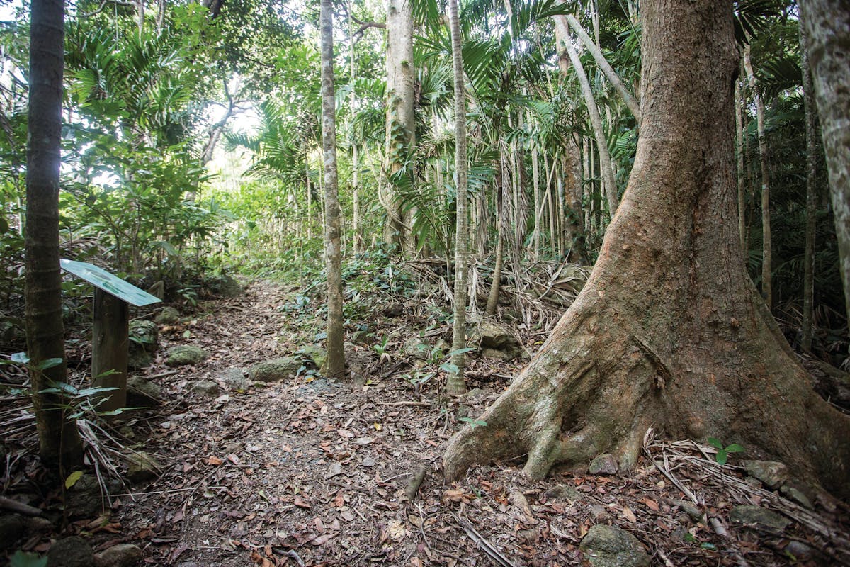 Walking track through rainforest.