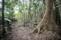 Walking track through rainforest.