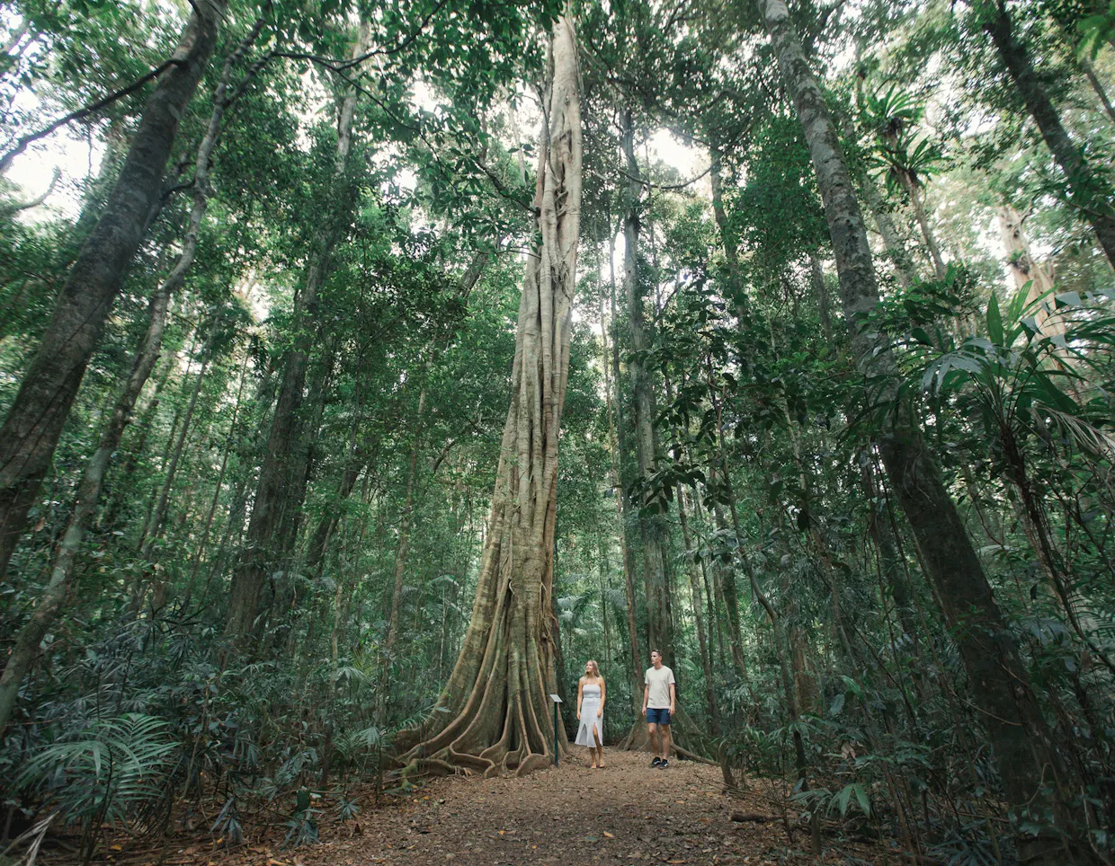 Mary Cairncross Scenic Reserve