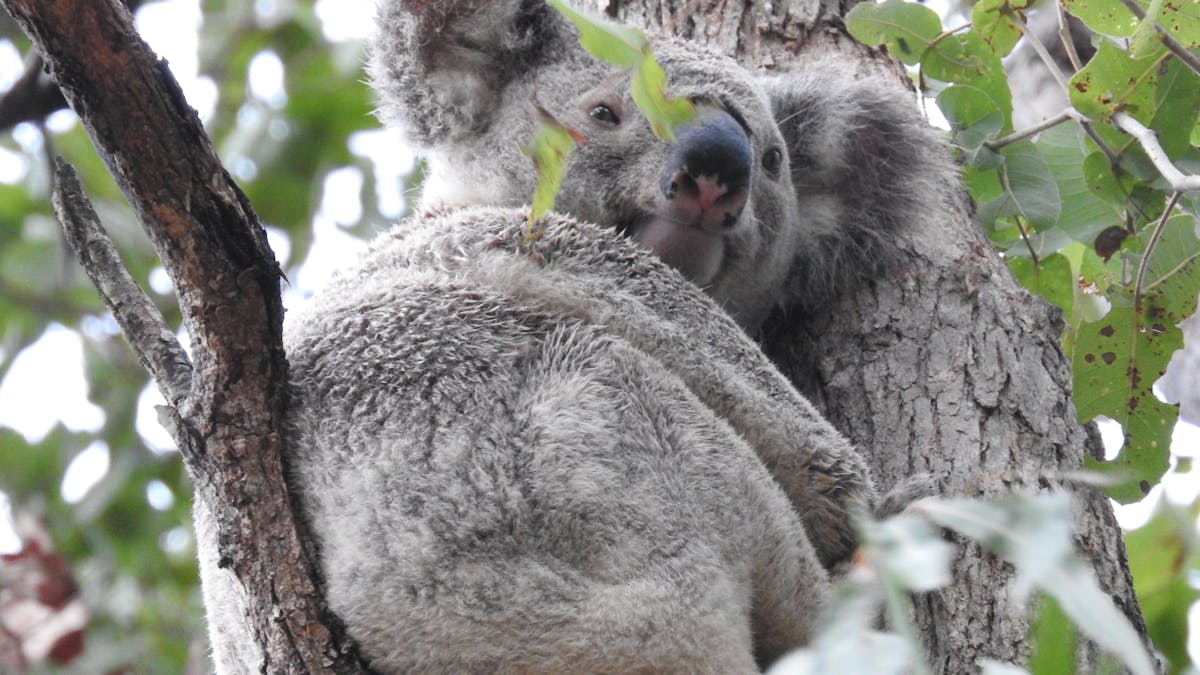 Koala