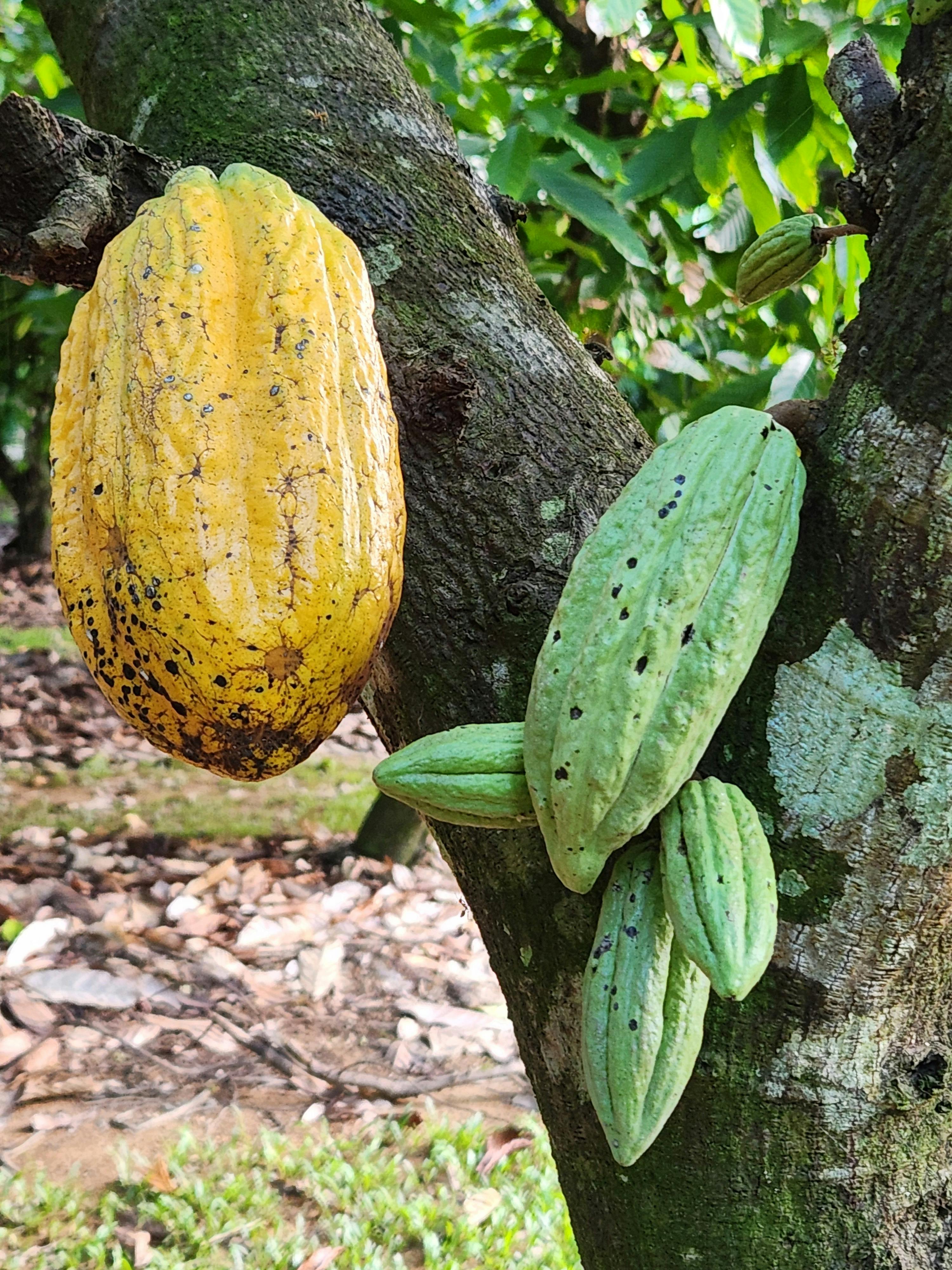 The Australian Chocolate Farm
