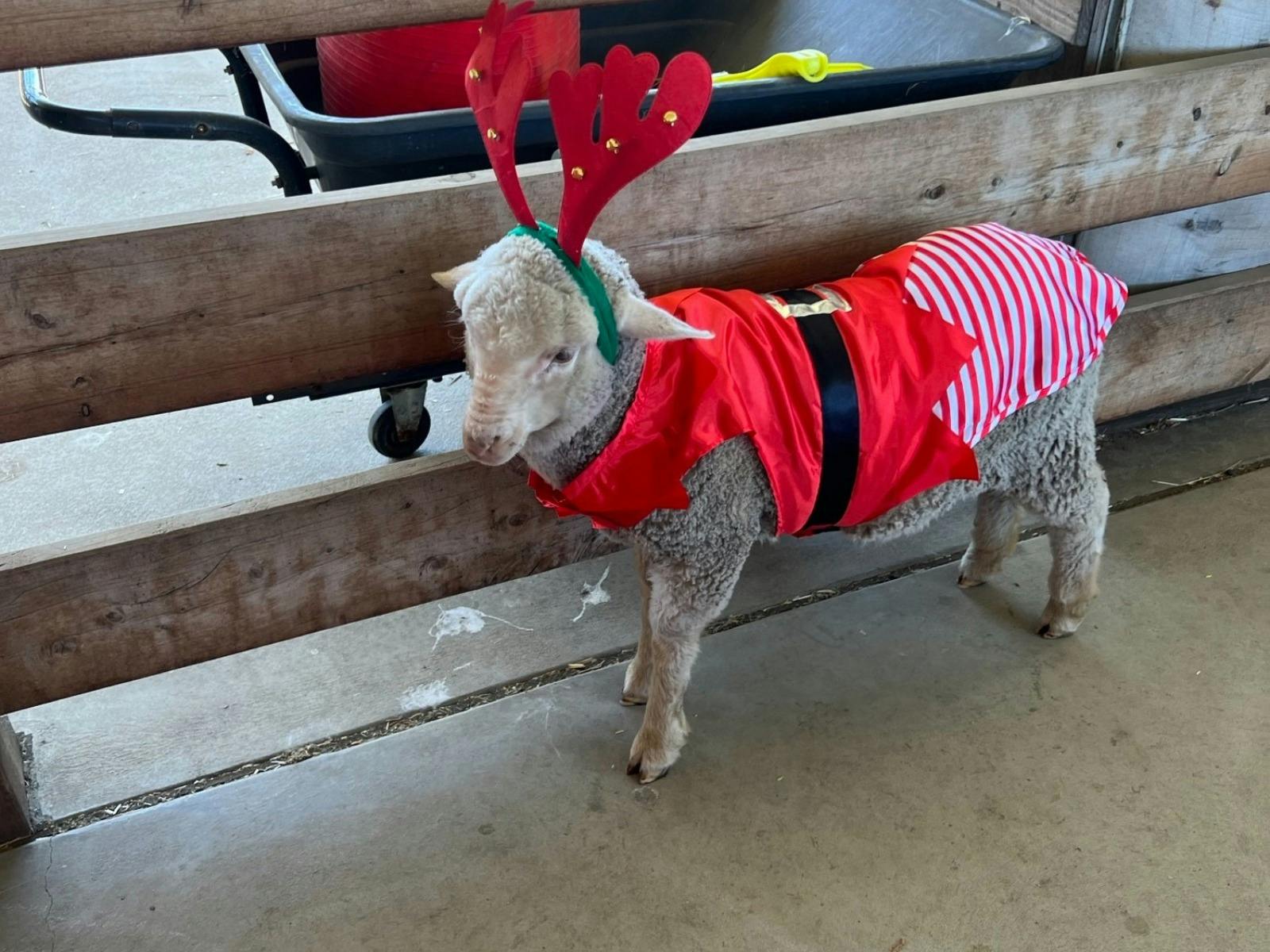 ANIMAL CHRISTMAS FUN AT CRESWICK