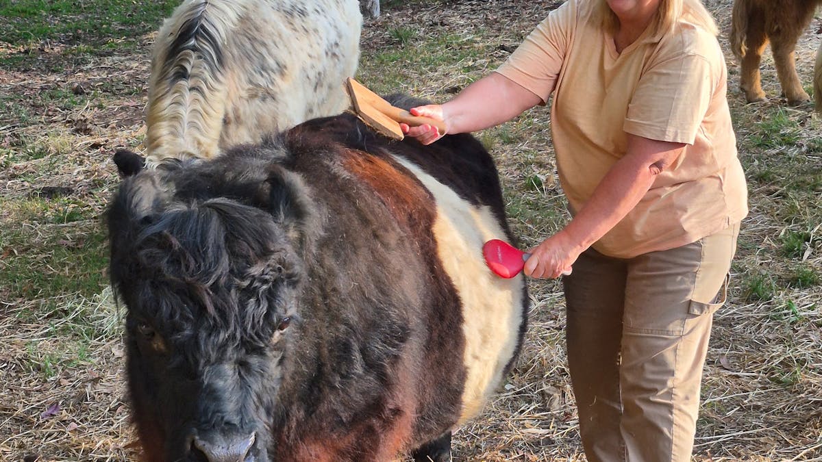 Cow pamper session