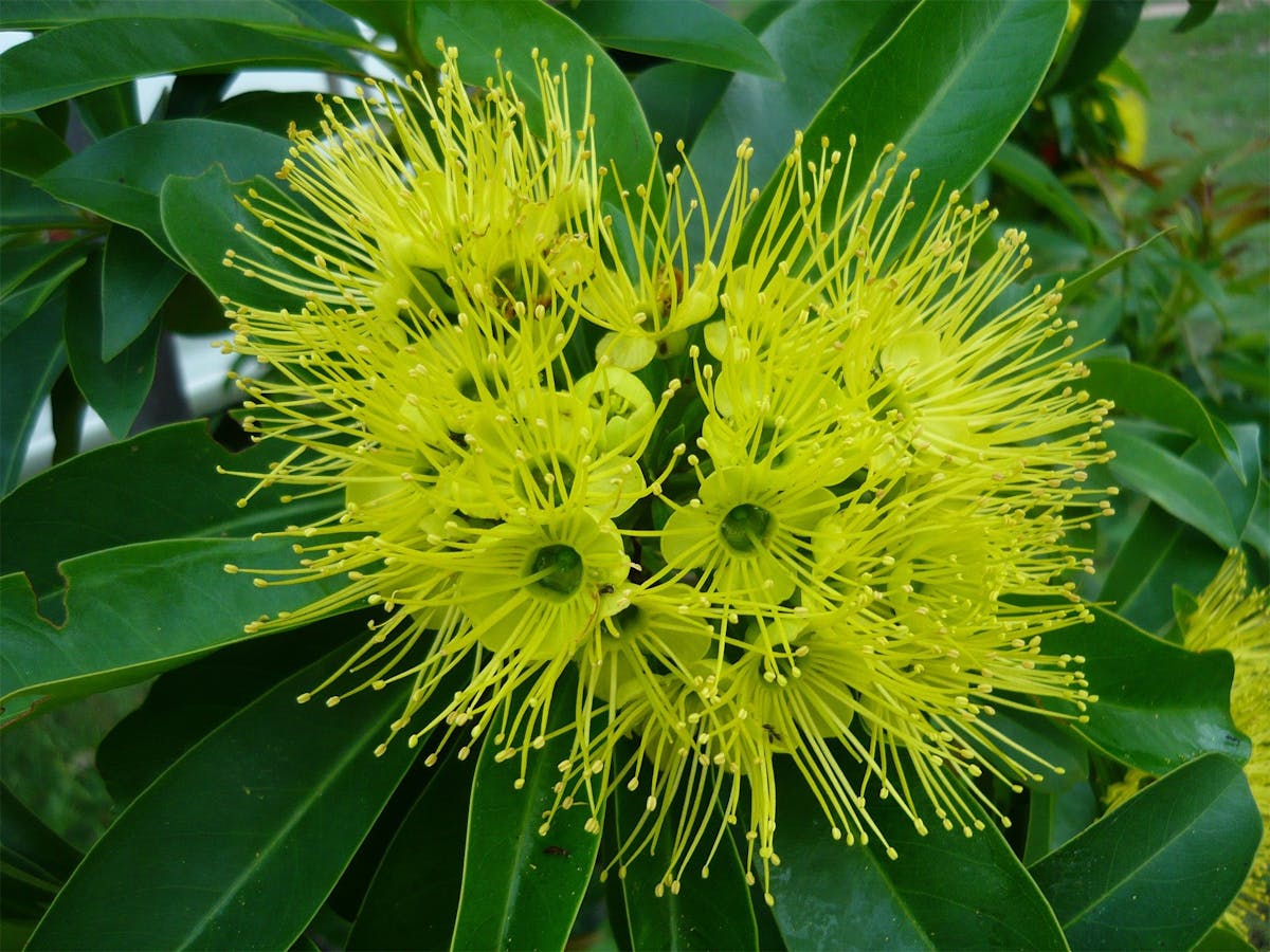 Golden penda / Xanthostemon chrysanthus