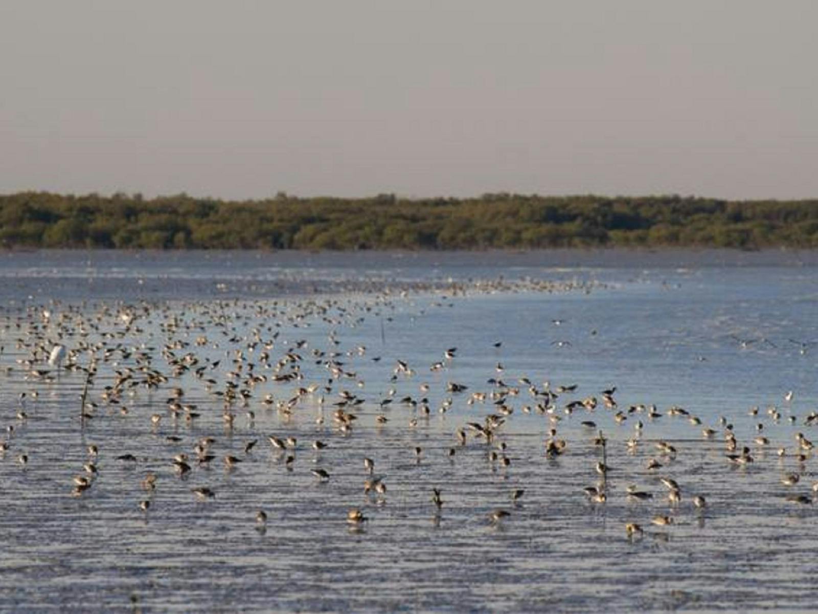 Broome Bird Observatory
