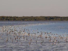 Broome Bird Observatory