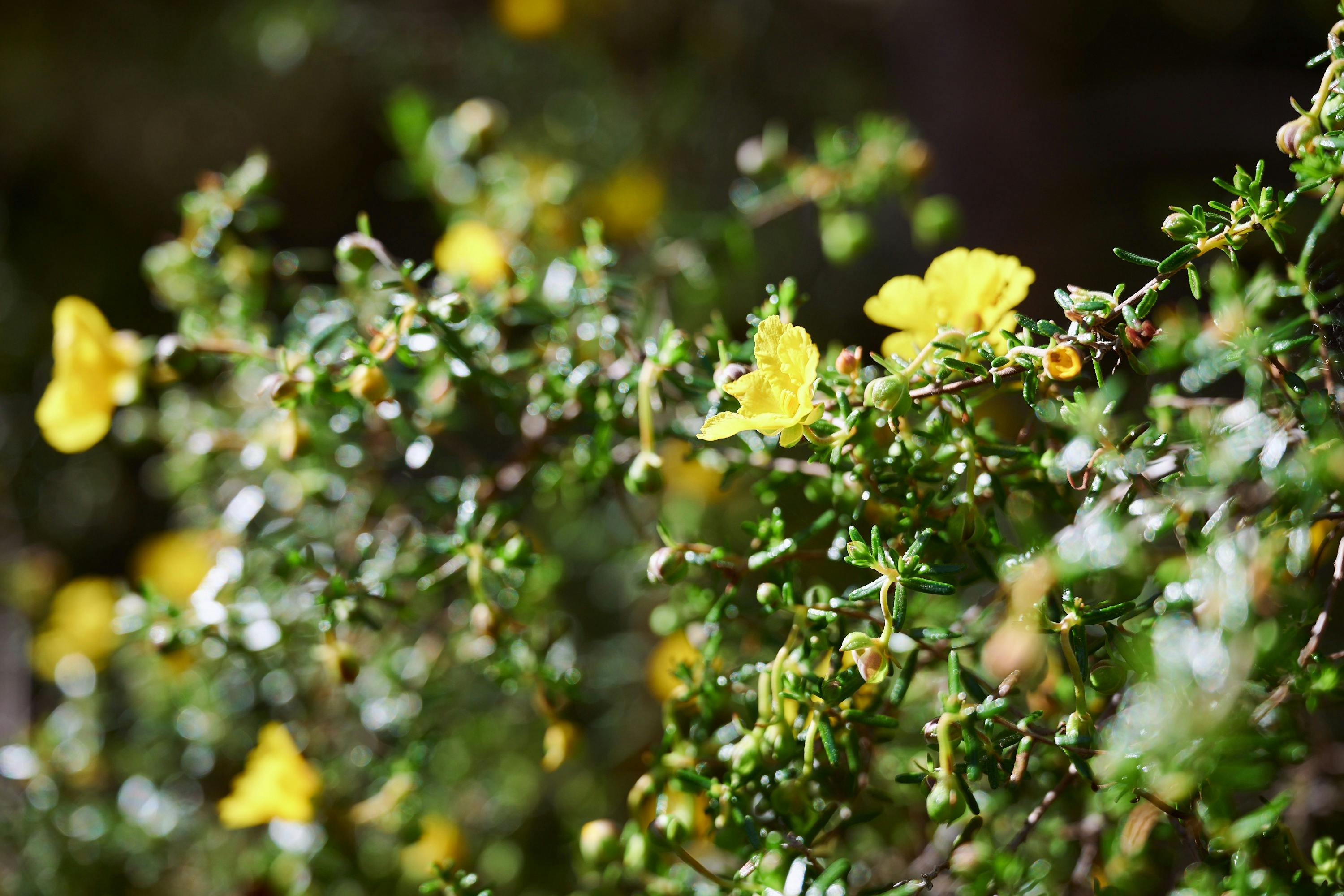 Wildflowers