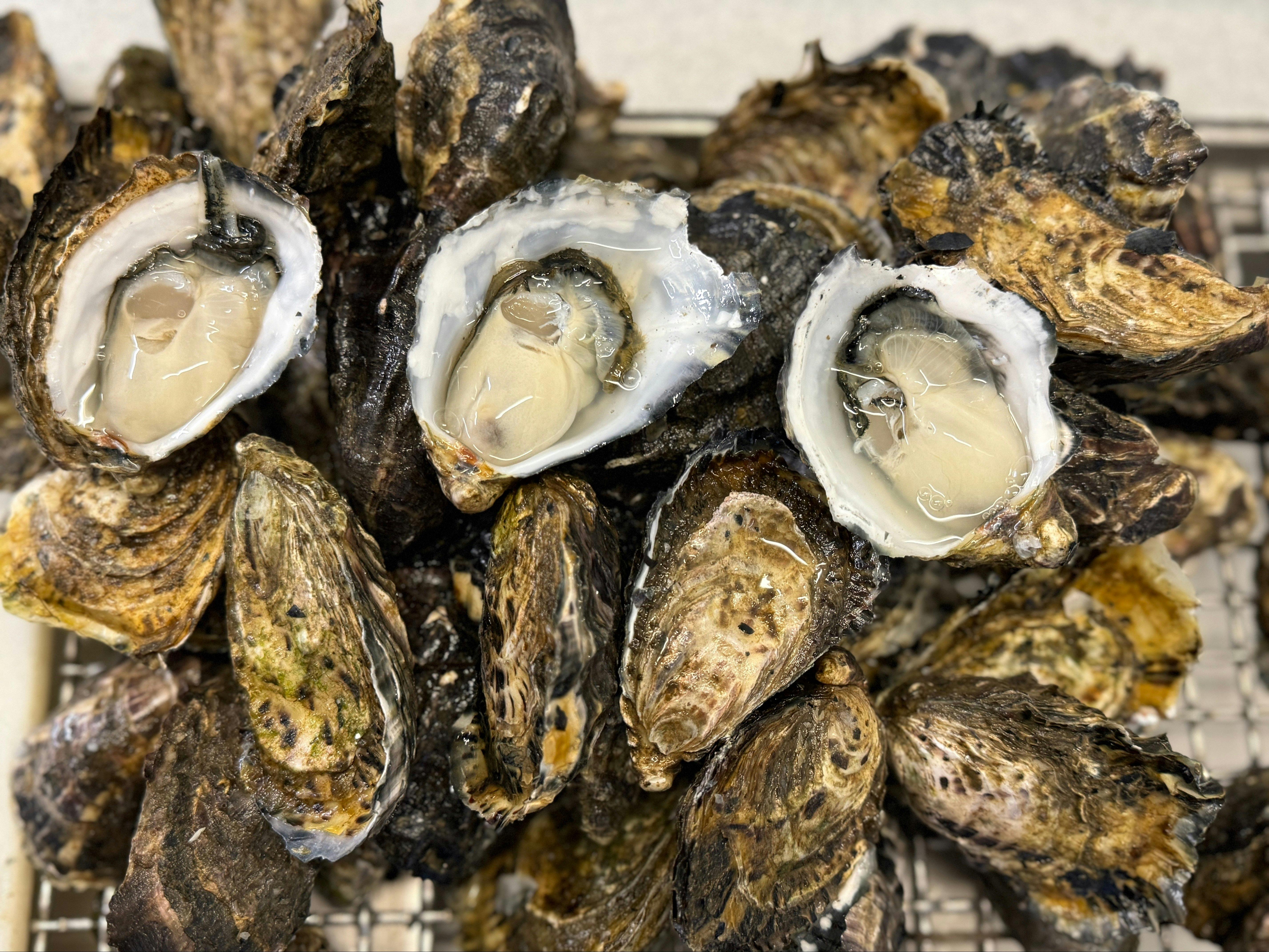 Oysters just freshly shucked