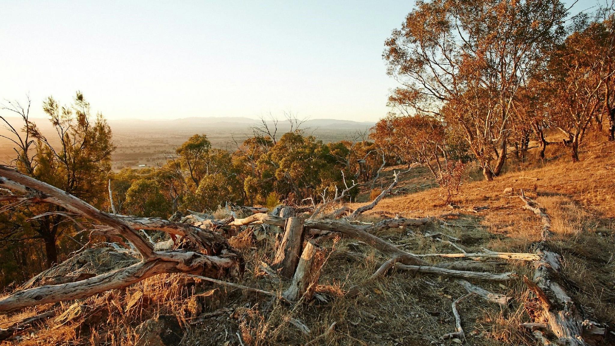 fallen gum trees, brown grass, brown leaves on gum trees, green bushes, view towards Mt Buffalo