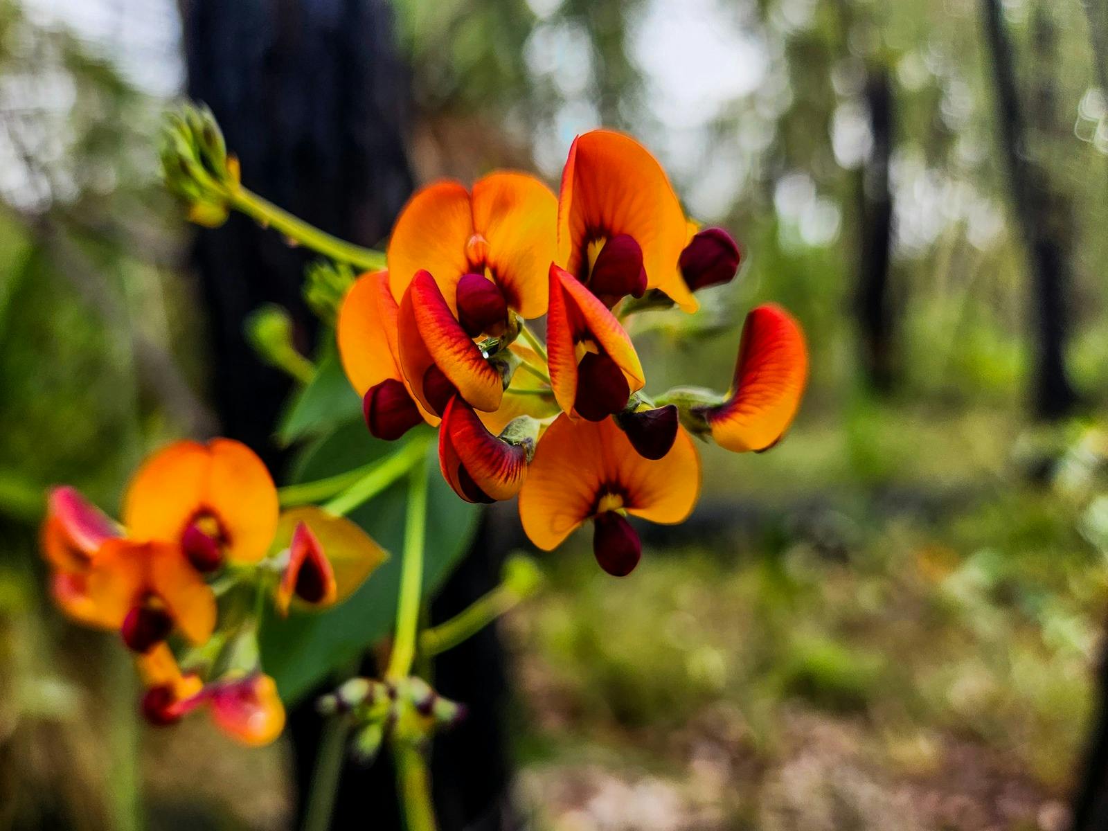 Wildflowers, John Forrest National Park