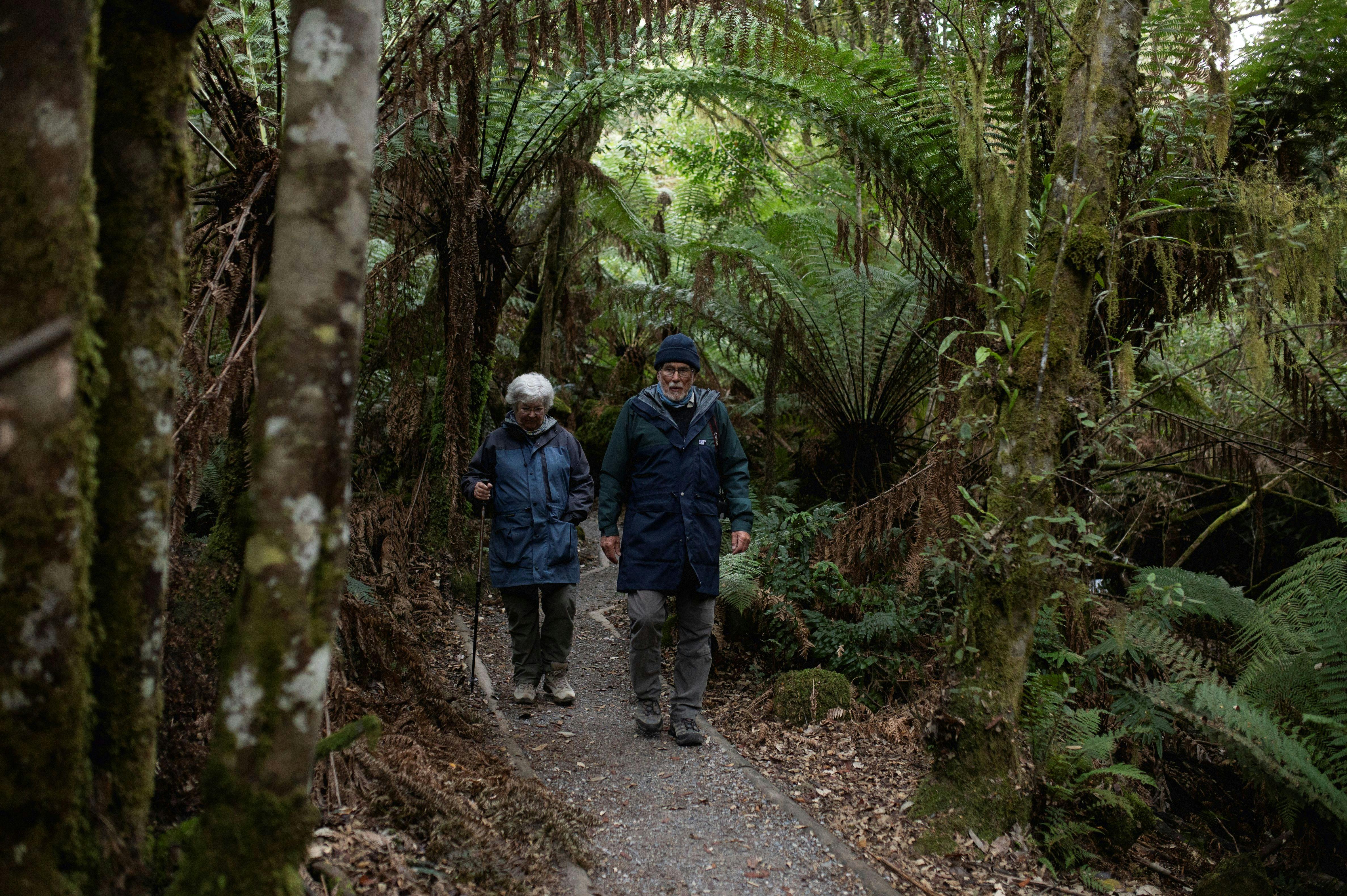 A man and a woman on a gravel path walking through a rainforest with man ferns and other trees