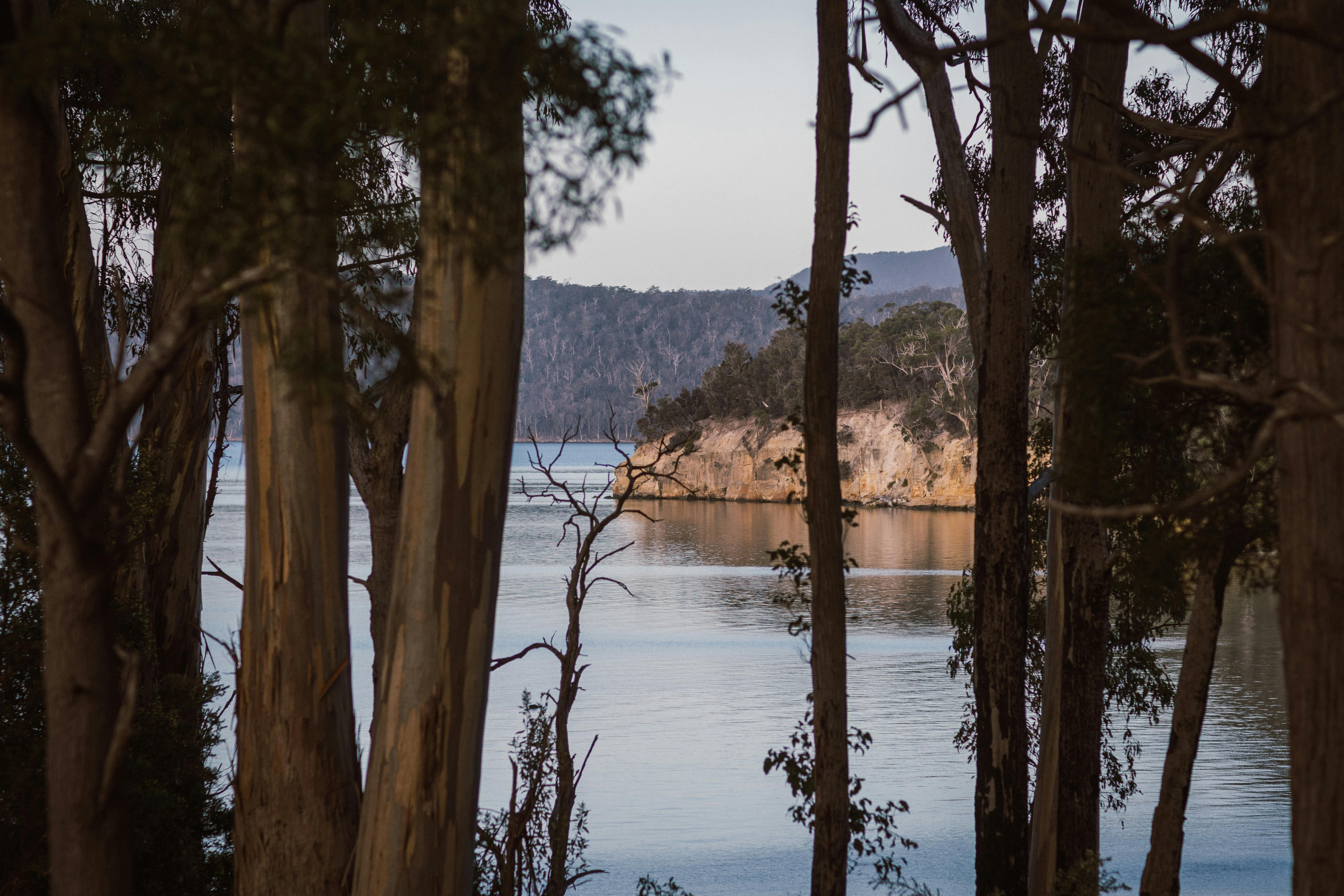 Gum trees in the foreground and a still waters with a sandstone headland in the midground.