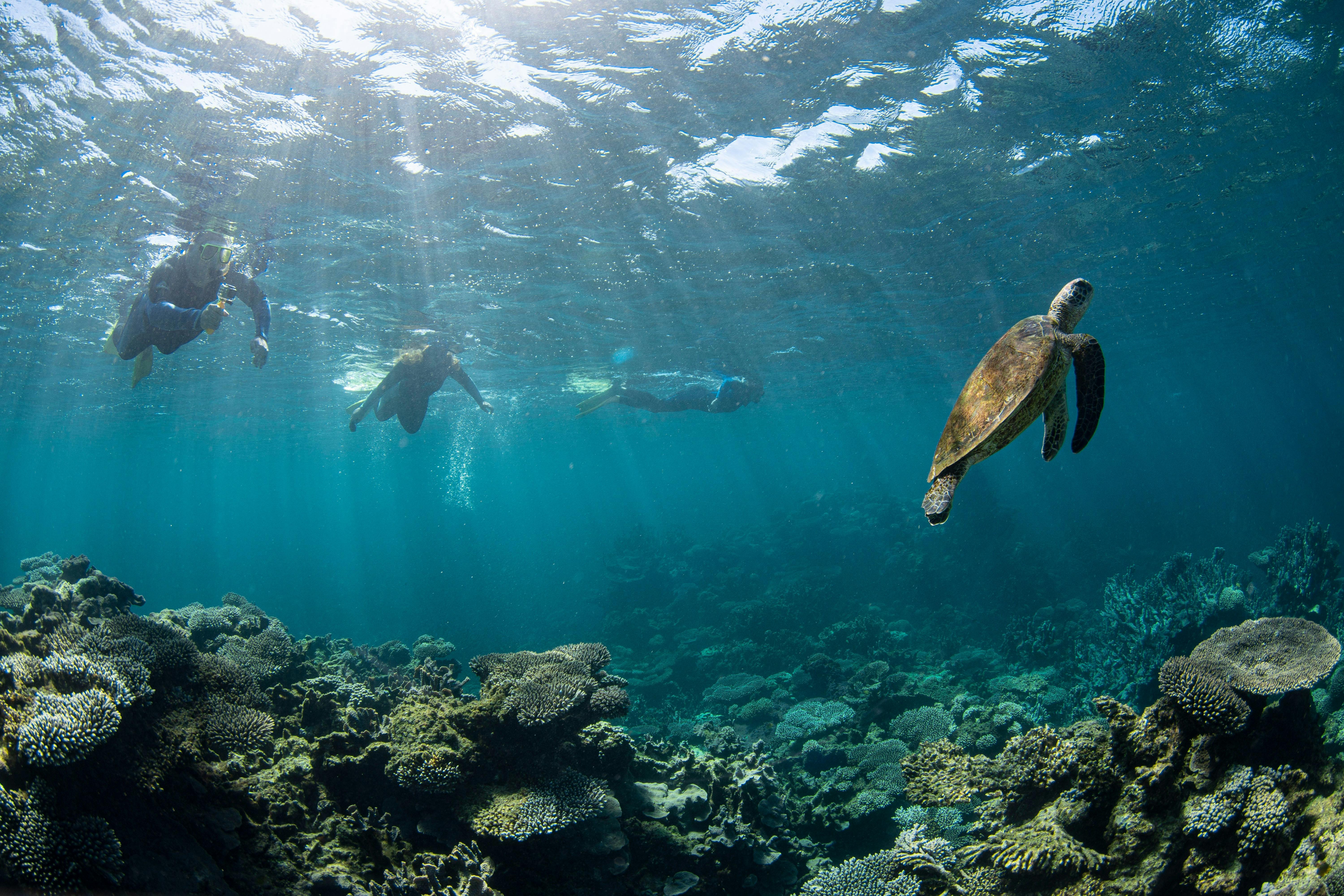 Ningaloo Reef Dive and Snorkel, Coral Bay, Western Australia