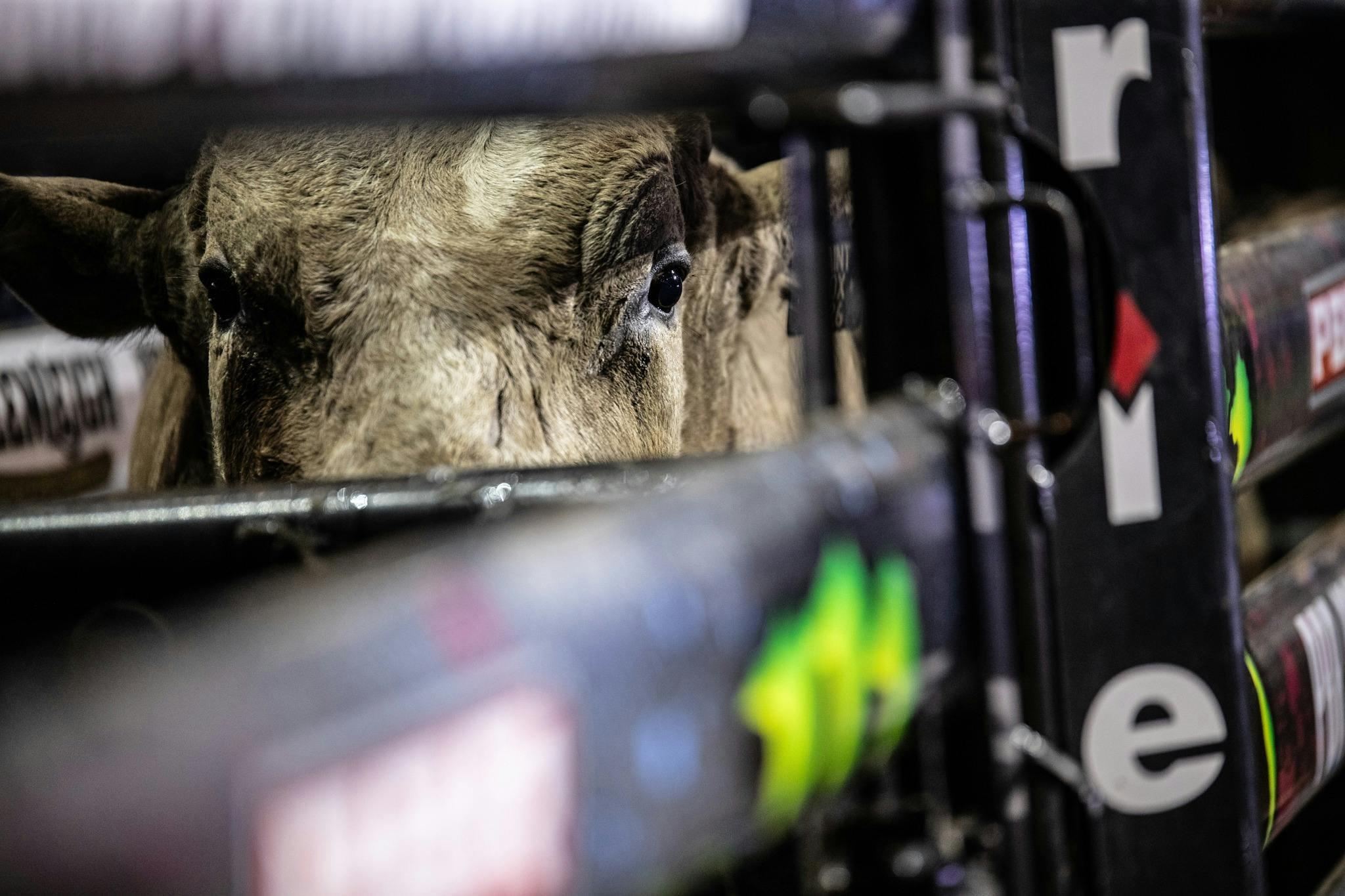 PBR Monster Energy Tour Caboolture Invitational